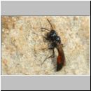 Mimesa equestris - Grabwespe w01a 8mm - Sandgrube Niedringhaussee-det.jpg